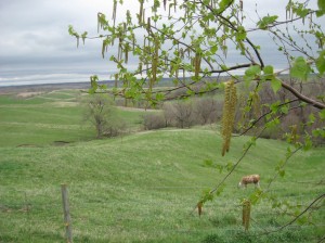 Birch-Catkins