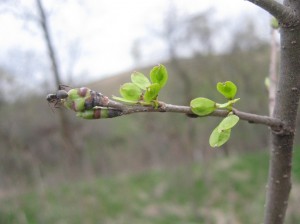 Prospector-Elm-Seed