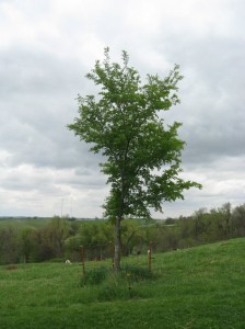 Accolade-Elm-Hybrid-Tree