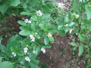 Amur-River-North-Privet-Flowering