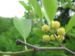 Che-Male-Flowers-Melon-Tree