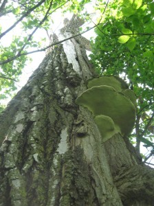 Cottonwood-Fungi