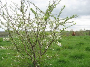 Evans-Bali-Cherry-Flowering