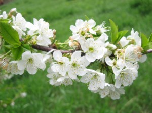 Evans-Cherry-Flowers