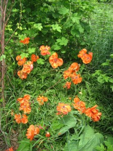 Mass-Flowers-Orange-Poppy