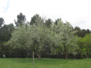 Orchard-Trees-Flowering