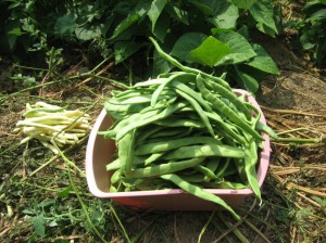 Pole-Green-Beans-Production