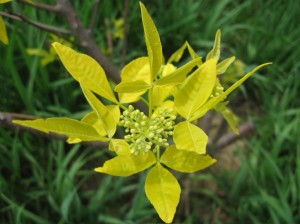 Ptelea-Trifoliata-Aurea