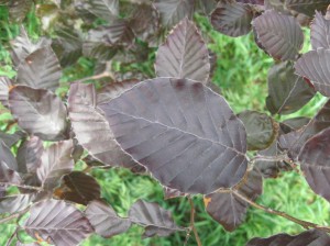 Purple-Beech-Leaves