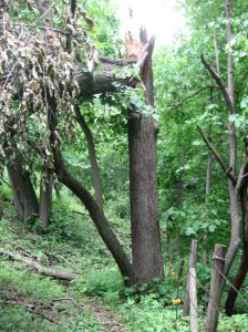 Tree-Wind-Damage