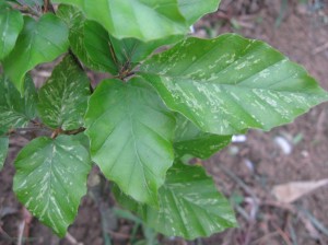 Variegated-Beech