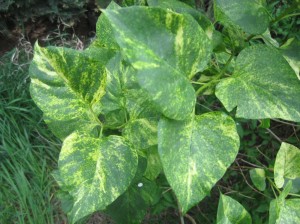 Variegated-Lilac-Leaves