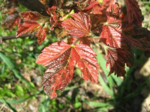 Variegated-Maple-Leaves