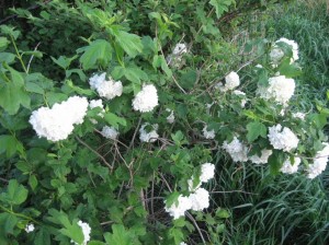 Viburnum-Flower-Bunches