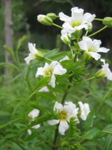 Yelllowhorn-Flowering
