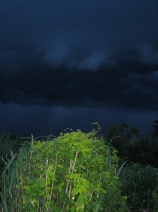 Golden-Hops-Versus-Dark-Storm-Clouds