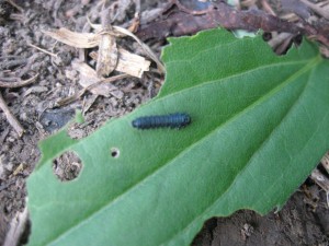 Goldenrod-Leaf-Beetle-Larvae