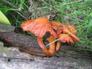 Orange-Mushroom