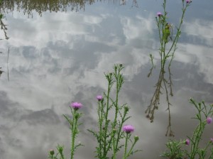 Flowering-Thistles-Water