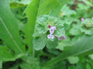 Flowering-Weed