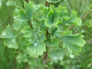 Ginkgo-Leaves