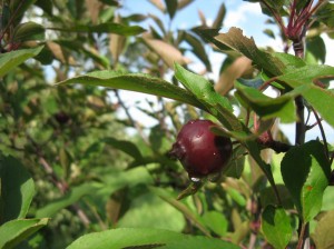 Immature-Firecracker-Crabapple-Fruit