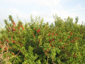 Nanking-Cherry-Fruit-Production