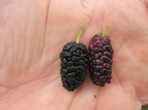 Northrop-Kokuso-Mulberry-Fruit