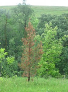 Pitlolly-Pine-Hybrid-Chesnut