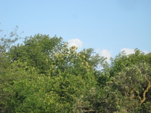 American-Chestnut-Flowering