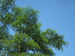 Black-Locust-Flowering-Again