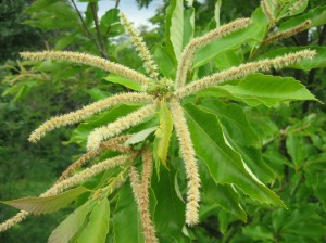 Chestnut-Flowers