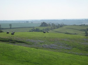 Chicory-Pasture