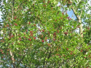 Chokecherries-Fruiting