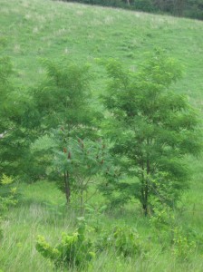 Fruiting-Staghorn-Sumac