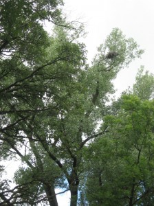 Great-Blue-Heron-Nest