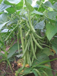 Green-Beans-Heavy-Production