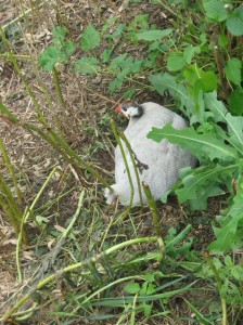 Guinea-Fowl-Nesting
