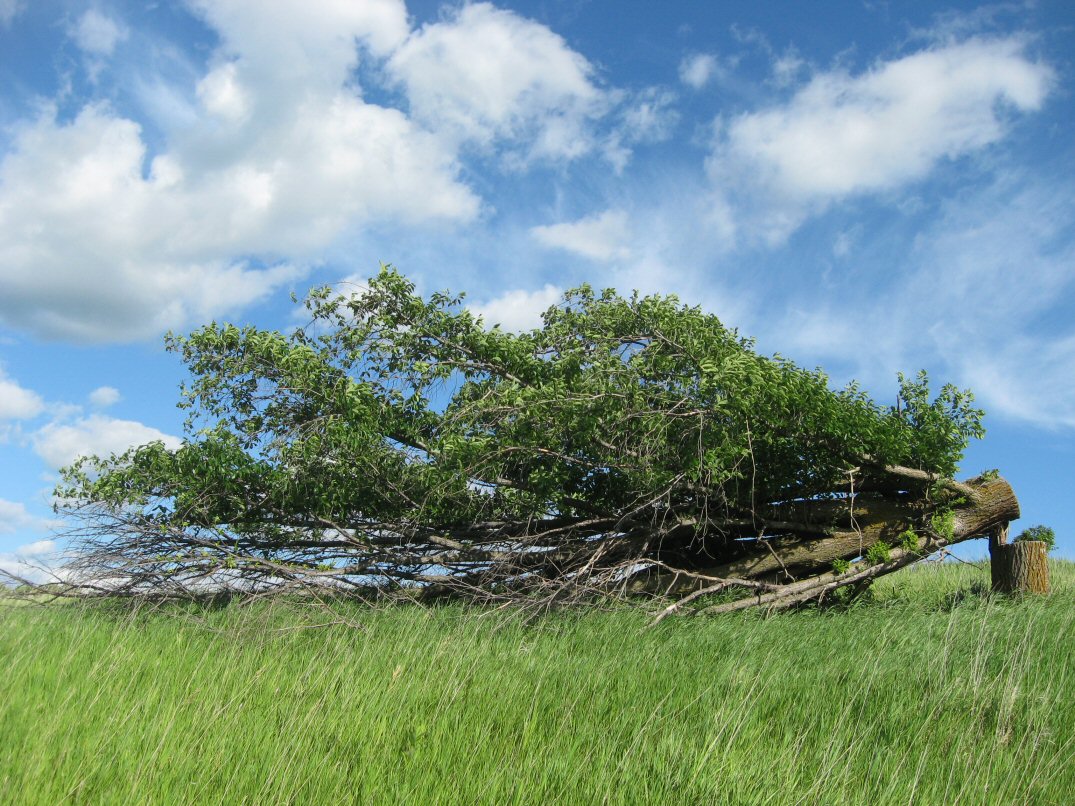 Hinge-Cutting-Trees.jpg