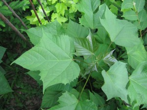 Manchurian-Catalpa-Leaves