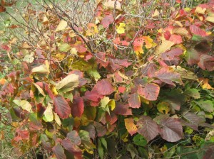 American-Hazelnut-Fall-Time