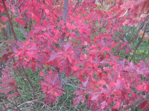 Amur-Maple-Fall-Colors