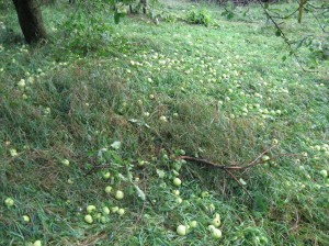 Apple-Fruit-Wind-Damage