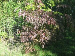 Aralia-Spinosa-Purple-Fall-Color