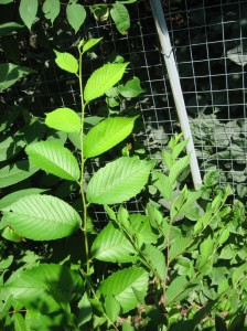 Big-Leaves-Small-Leaves