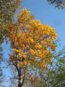 Bitternut-Hickory-Fall-Color