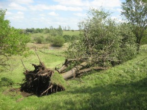 Black-Cherry-Tree-Uprooted