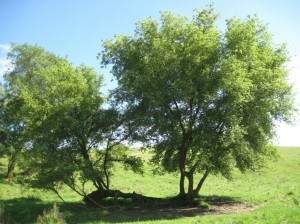 Boxelder-New-Life