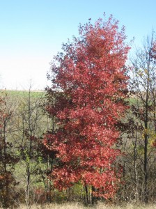 Columnar-Red-Oak