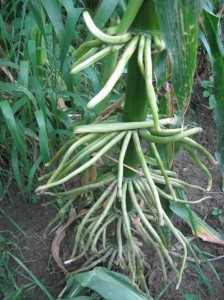 Corn-Stalk-Aerial-Roots